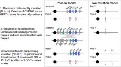 Evidence of Recombination Suppression Blocks on the Y Chromosome of Date Palm (Phoenix dactylifera)